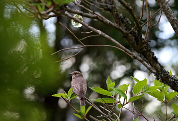 Spotted flycatcher sitting on a branch 