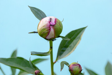 Black garden ants eating nectar on peony bud. Insect pests on flowering flower head on blue...