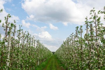 Road on apple field in spring. Flowering seedlings of trees and sky
