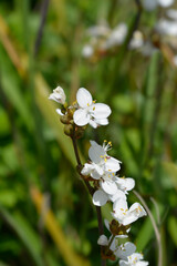 New Zealand satin flower