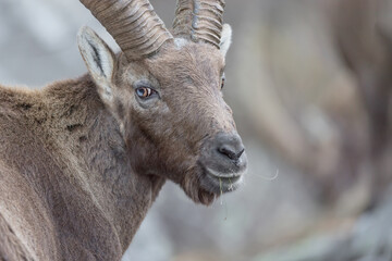 Close up of Alpine ibex at grazing (Capra ibex)