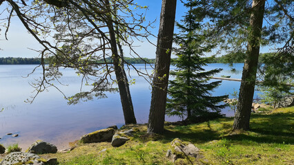 Walk by the lake among the trees on a sunny spring day.
