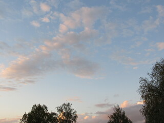 birch on a background of sky with clouds. spring sky. beautiful clouds. tree on sky background