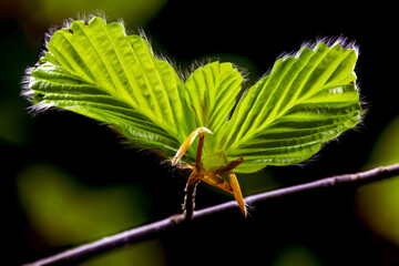 fine beech buds with small hairs on the freshly unfolding leaves in the backlight of the early morning sun sprout in spring nature awakens