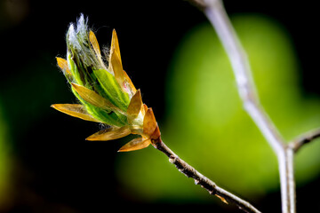 fine beech buds with small hairs on the freshly unfolding leaves in the backlight of the early morning sun sprout in spring nature awakens