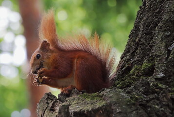 A squirrel on a tree eats a nut in Central Park in Kharkov. 