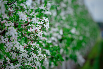 Fototapeta na wymiar Apple tree flowers in garden. Blooming spring trees