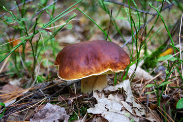 Boletus growing in the forest