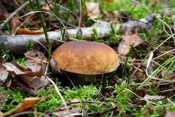 Boletus growing in the forest