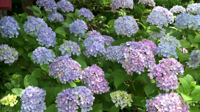 The colorful hydrangeas that bloom in spring and summer shake in the wind.
