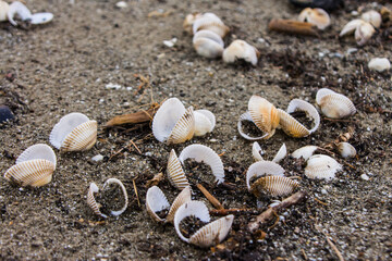 Seashells on the sand by the sea