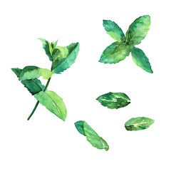 Set of mint or peppermint fresh leaves isolated on white background. Watercolor hand drawing illustration. Perfect for poster, banner, print, food decoration, medical herb. Clip art.