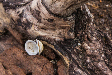 A cockleshell lies on a branch by the sea