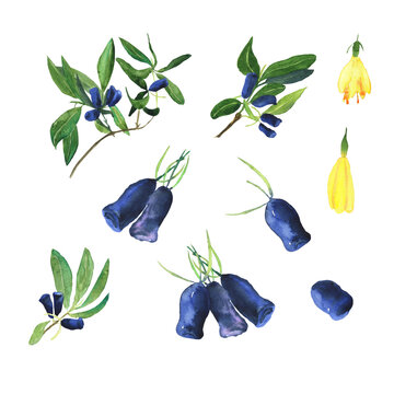 Set of honeysuckle branches, blue berries, leaves and flowers isolated on white background. Watercolor hand drawing illustration. Loncera edulis or honeyberry. Perfect for poster, banner. Clip art.