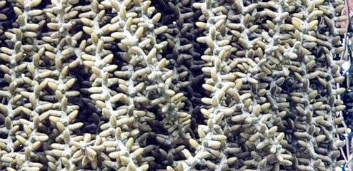 White flowers on the green tree