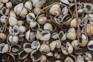 Seashells on the sand by the sea