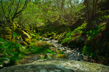 Naklejka na ściany i meble Lake District green forest stream
