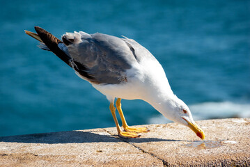 seagull on a rock