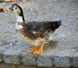  duck on the street