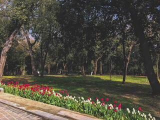 tulips in the park at spring