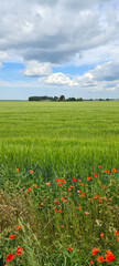 Red poppies and wildflowers on an agricultural field