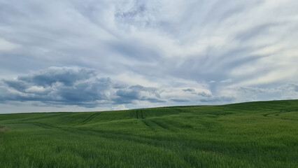 Fototapeta na wymiar Agricultural green field to the horizon.