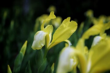 Fototapeta premium yellow flower in the arboretum