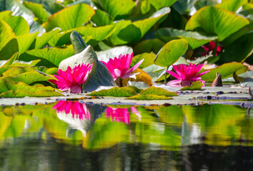 Water lilies reflections at Beaver lake in Stanley park, Vancouver, BC, Canada
