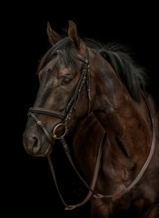 Male Stallion brown horse head and shoulders against a dark brown background