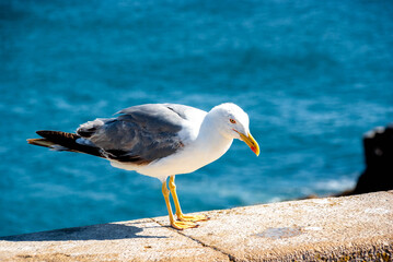 seagull near the sea