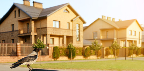 two double decker beautiful houses with raven on front  © Антон Ильченко