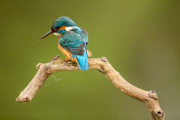 Adult Kingfisher ( alcedo atthis) perched on a natural perch with a green background looking down to the water for prey