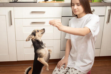 Girl feeds a dog at home in the kitchen