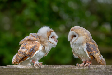 Juvenile Barn Ow (tyto alba) l looking at an adult female Barn owl waiting for food. 