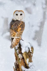 Rolgordijnen Adult Barn owl (tyto alba) perched looking back in the snow showing a white heart shaped face. Wintery white snow postcard wild owl scene © Chris