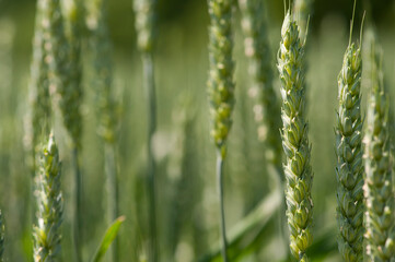 field with green spikelets of barley