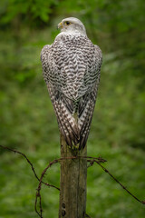 Saker falcon, white falcon bird of prey