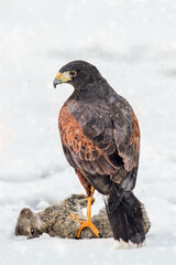 Adule Male Harris Hawk (Parabuteo unicinctus) in the snow over aprey ready to eat a rabbit