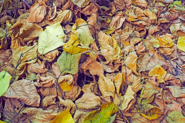 pile of dried leaves on the ground for conceptual design background