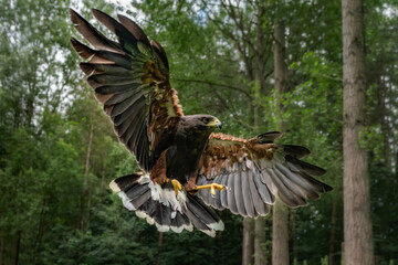 Adult male Harris Hawk ( Parabuteo unicinctus ) coming into land with wings flared sohowing feathers and talons. 