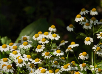  Save ecology (chamomile flowers at the early morning with different kind of insects)