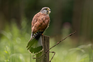 Adule male Kestrel Hawk (Falco tinnunculus) showing his read back and feathers