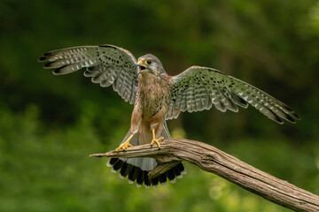 Adule male Kestrel Hawk (Falco tinnunculus) landing on a branch