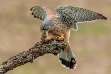 Male adult Kestrel (Falco tinnunculus) hawk landing on a perch with a mouse ready to eat. 