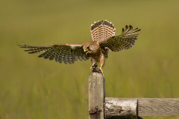 Female adult Kestrel (Falco tinnunculus) landing on a perch with prey ready to eat. 