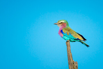 Lilac-breasted roller on stump against perfect sky