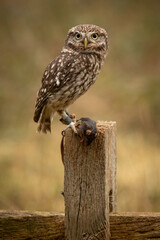 Little Owl (Athene noctua) stares at the camera with piercing eyes