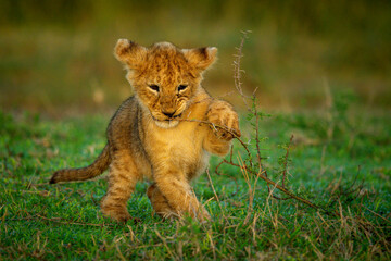Lion cub holds thorn branch to mouth