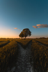 Get Weggabelung decision For iPhone