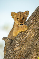 Lion cub lies on tree eyeing camera